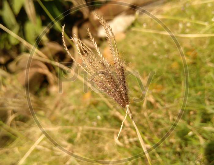 Golden Grass Close Up Shot.