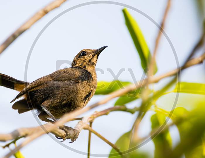 Brown Rock Chat Aka Indian Chat (Oenanthe Fusca) Perching On A Twig