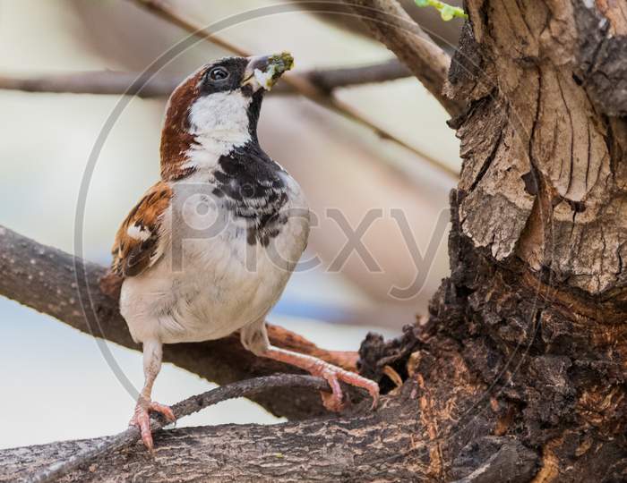 House Sparrow (Passer Domesticus) Perching On A Tree Branch With Food In Its Mouth