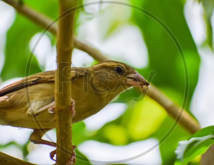 Indian house sparrow.