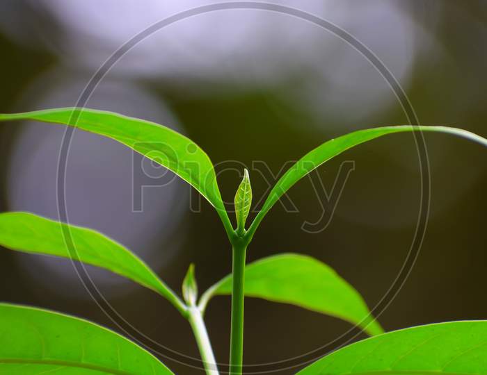 close up shot of green leaf.