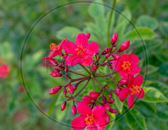 Crown of thorn flower loosestrife and pomegranate family