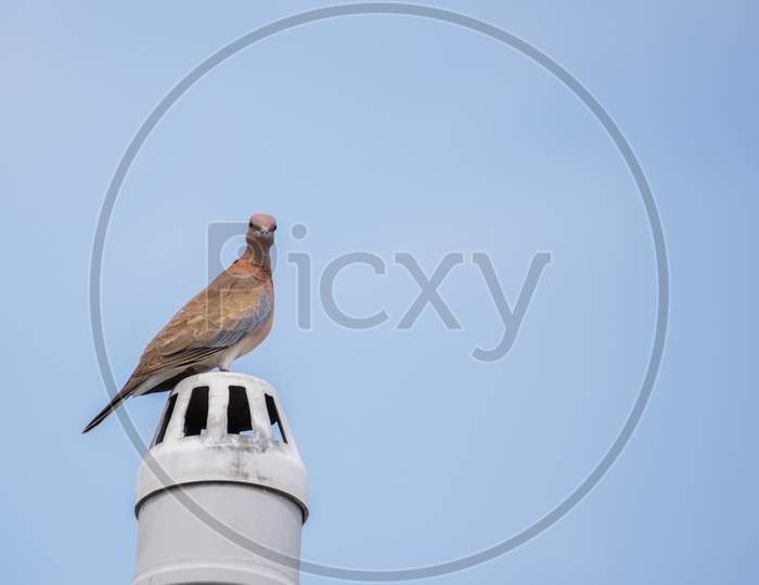 Laughing Dove (Streptopelia Senegalensis) Perched On An Exhaust Pipe