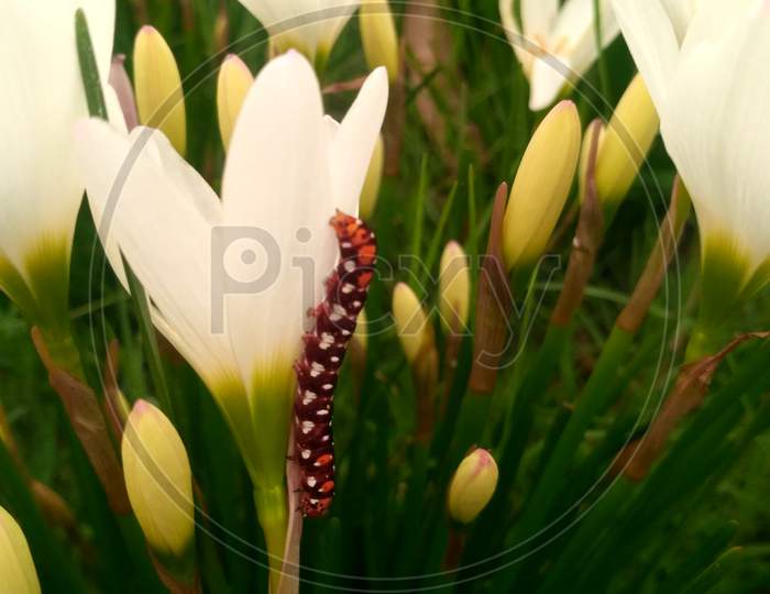 Beautiful Image of small colourful caterpillar climbing on lilly flower.