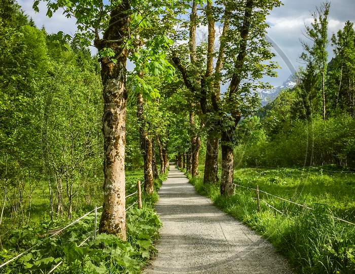 Straight Walking Path With Trees On Either Side In Rural Germany