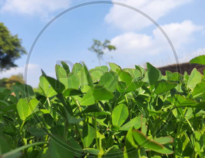 Fenugreek plant in blue sky background.