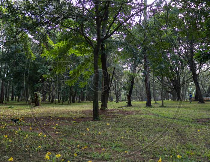 Sri Chamarajendra Park (Cubbon Park), Bangalore, Karnataka, India