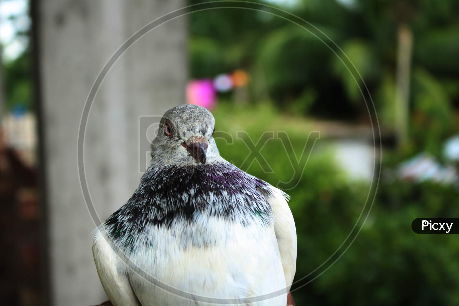 Pigeon closeup photo capture
