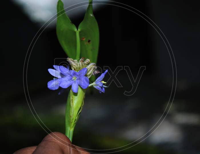 Blue color flower natural photo capture