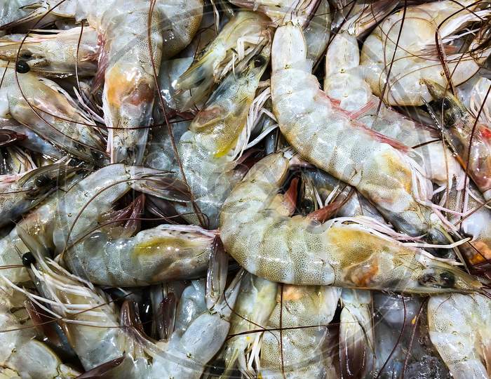 Big Size Prawns Taken From Abudhabi Fishmarket
