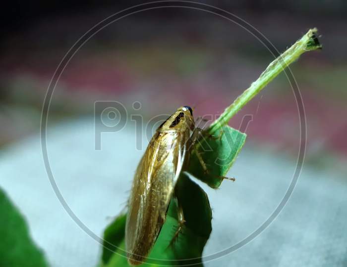 An Insect Is Perched On A Green Leaf And Sunlight Is Shining On It.