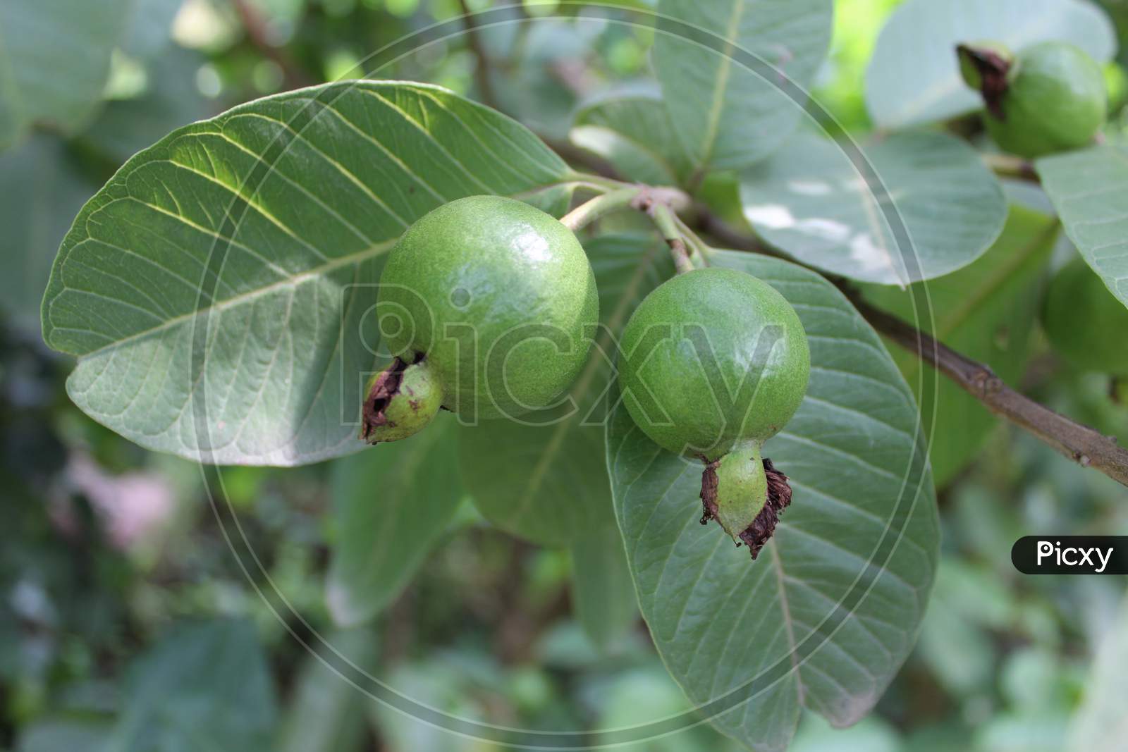 Guava with leaves