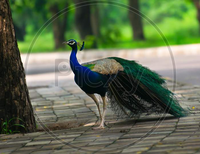 A Beautiful Indian Male Peacock Walking Down The Street