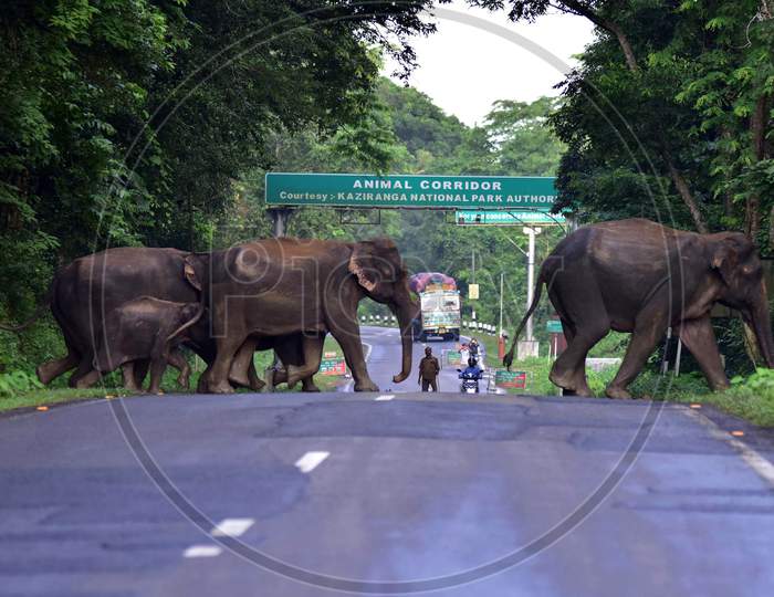 A herd of elephants crosses a National Highway to escape the floods in the Kaziranga National park in Nagaon, Assam on July 16, 2020