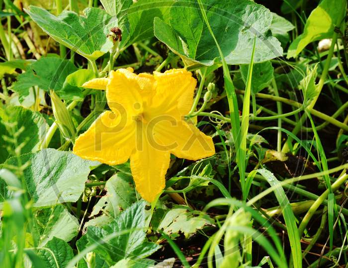 the yellow pumpkin flower with green leaves and vine.