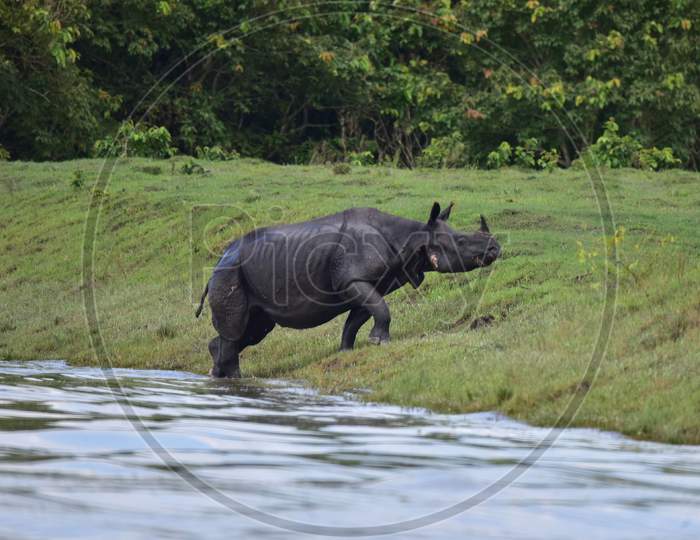 A one-horned rhino search for high ground to escape the severe flood in the Kaziranga National Park in Nagaon, Assam on July 16, 2020