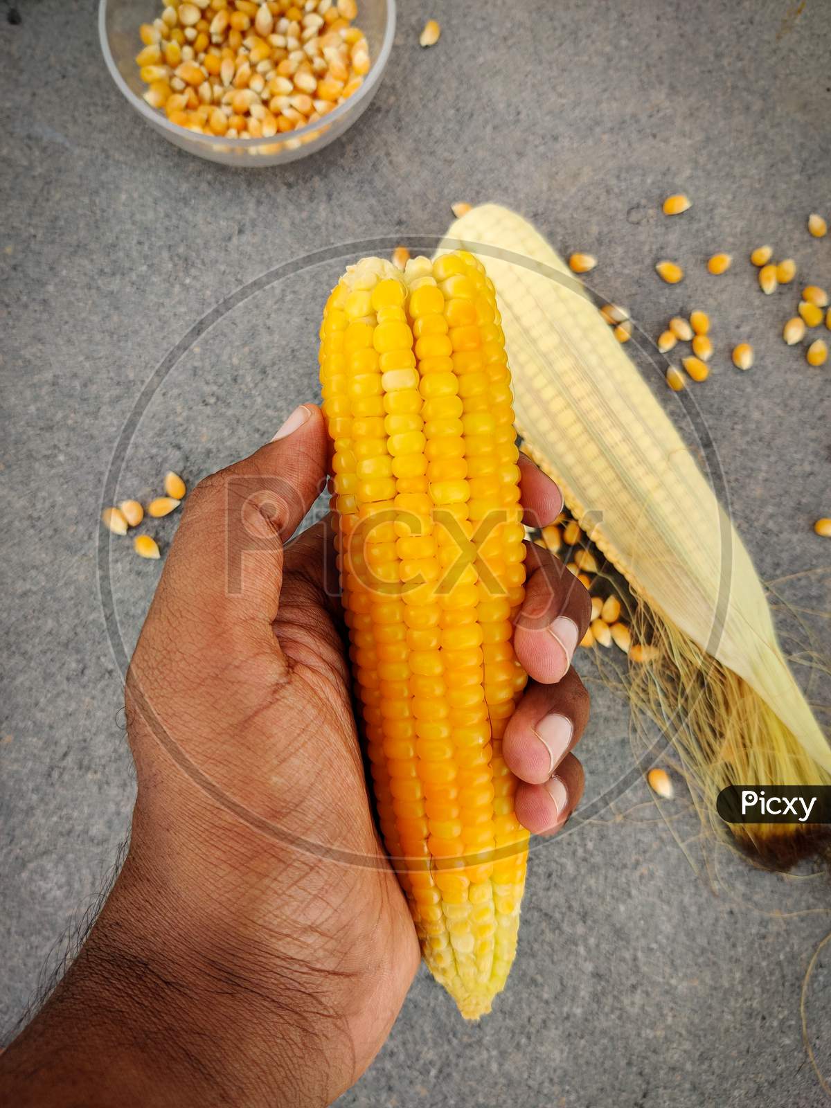 South Indian Man Holding Home Made Boiled Corn In His Hand. With Uncooked Corn And Scatterd Unpopped Popcorn Grains In Grey Background.