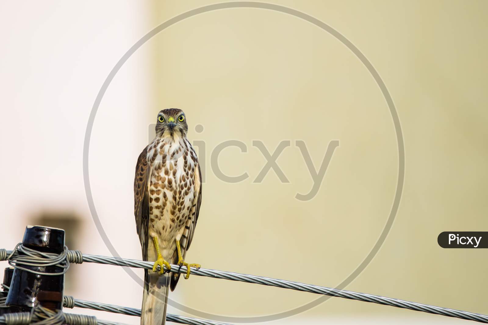 Portrait Of Shikra (Accipiter Badius) Perched On A Power Line Looking Directly At The Camera