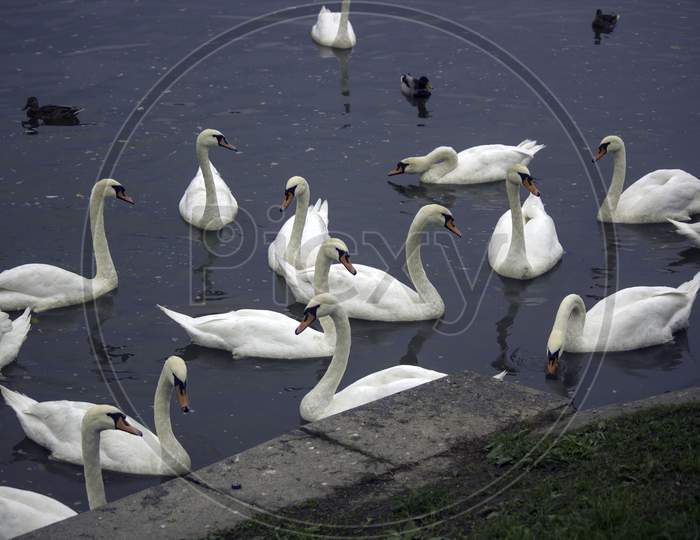 Group Of Mute Swan, A Species Of Geese, Polish Swan, White Swan, Scientific Name Is Cygnus Olor