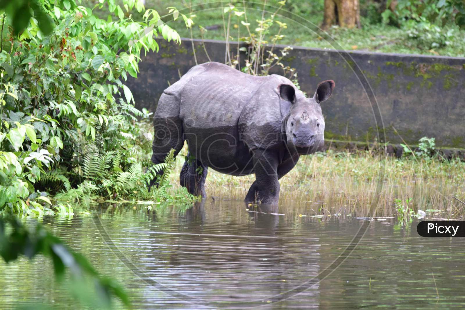 A rhino takes shelter on high ground to escape the flood in the Kaziranga National Park in Nagaon, Assam on July 16, 2020