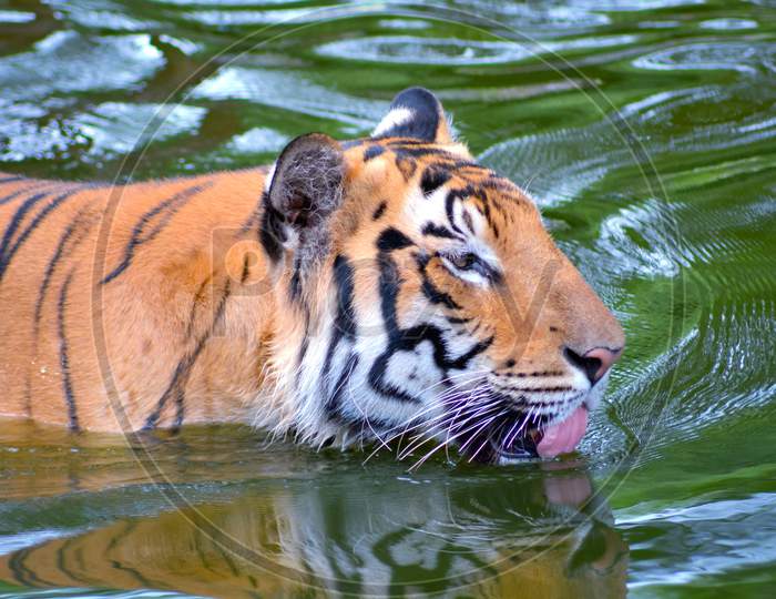 Tiger Swimming In Water With Open Tongue