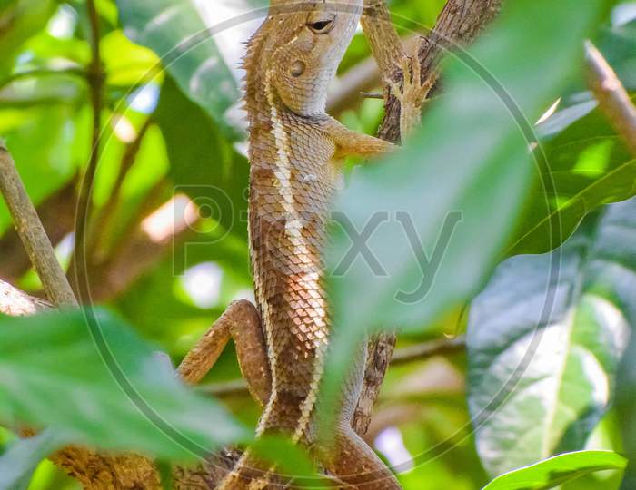 Chameleon on a tree, garden lizard, insect hunter chameleon, sunlight heat adsorption.
