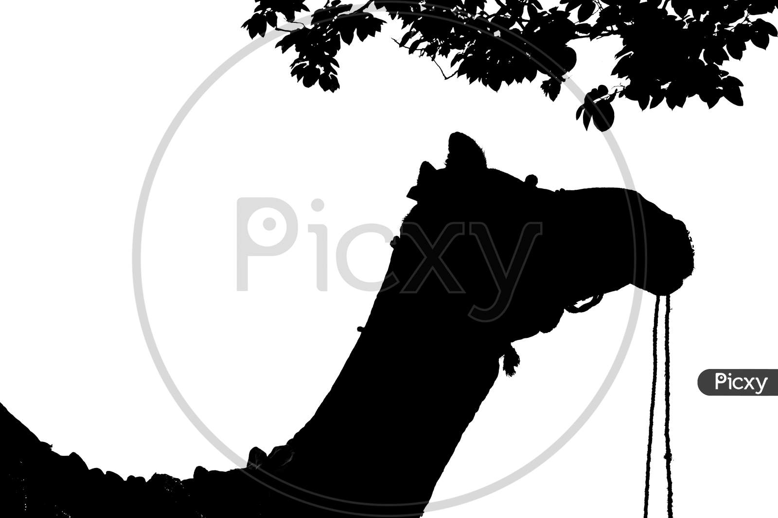 black and white camel silhouette