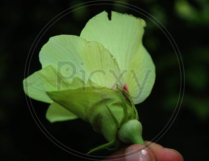 kindly vetch flower on the hand photo