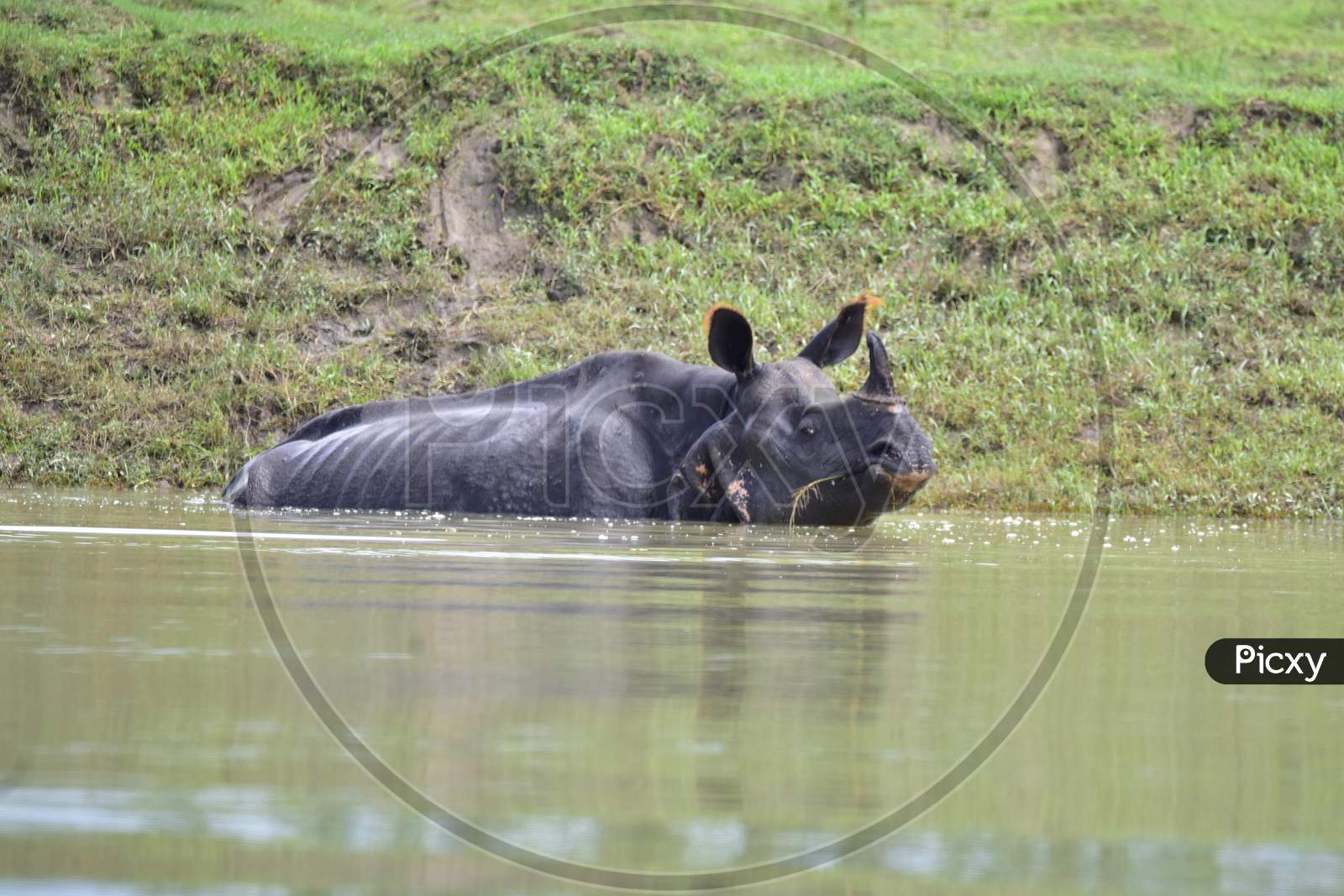 A one-horned rhino stands in flooded waters inside the Kaziranga National Park in Nagaon, Assam on July 16, 2020