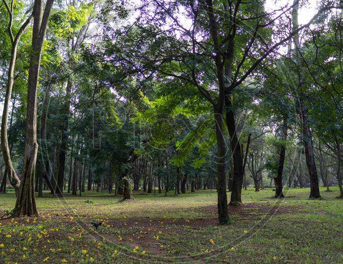 Tree Garden At Cubbon Park, Bangalore, India
