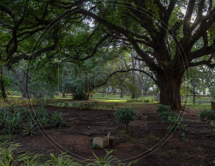 Water Pipe In A Big Tree In Cubbon Park At Morning