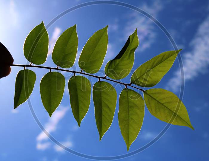 Tree leaf with blur sky background