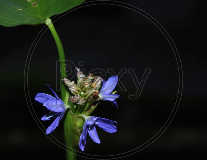 Blue color flower natural photo