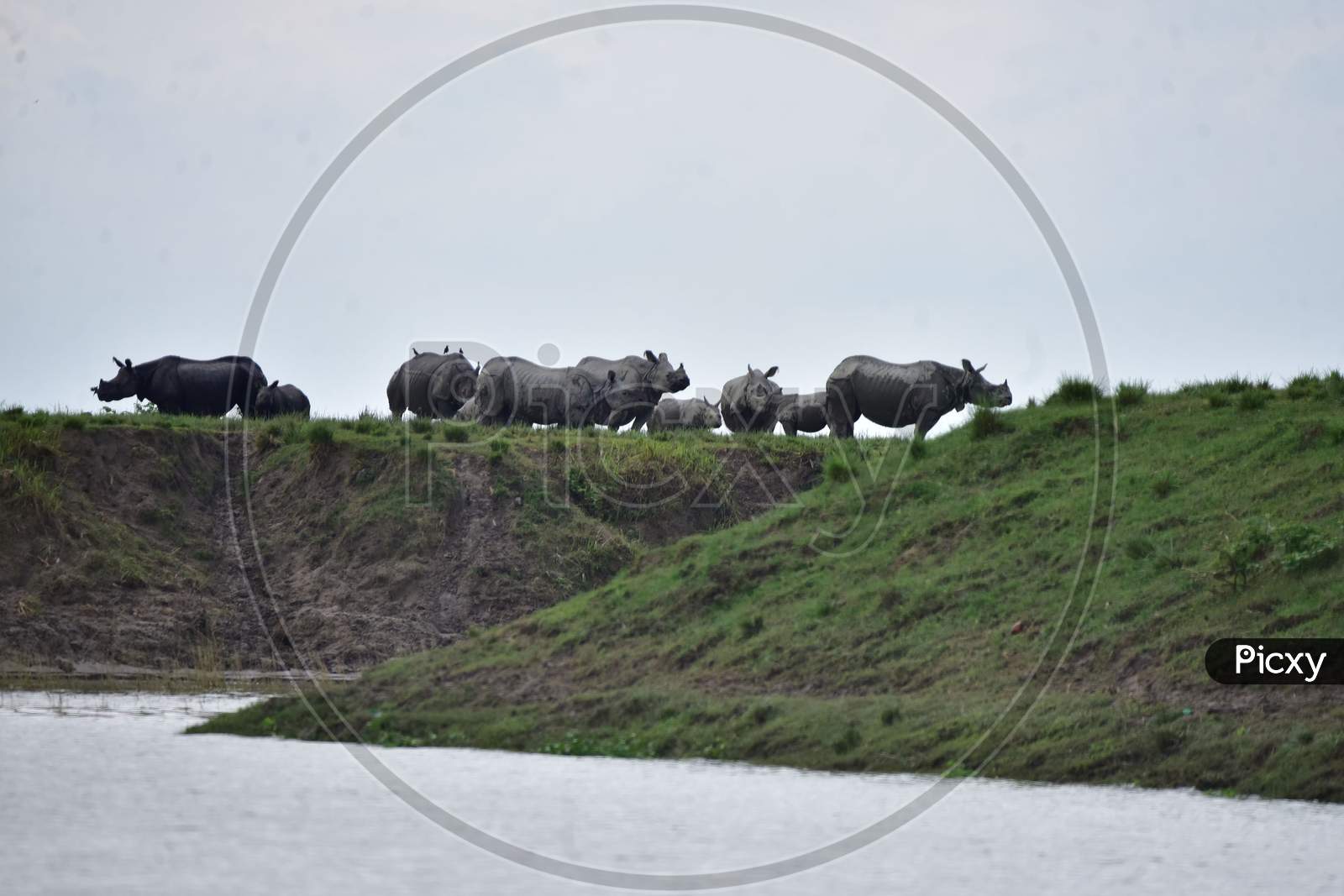 A crash of one-horned rhinos stand on high grounds to escape the flood in the Kaziranga National Park in Nagaon, Assam on July 16, 2020