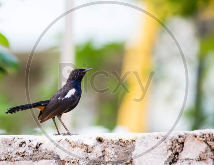 Portrait Of Indian Robin (Copsychus Fulicatus) Perching On A Wall