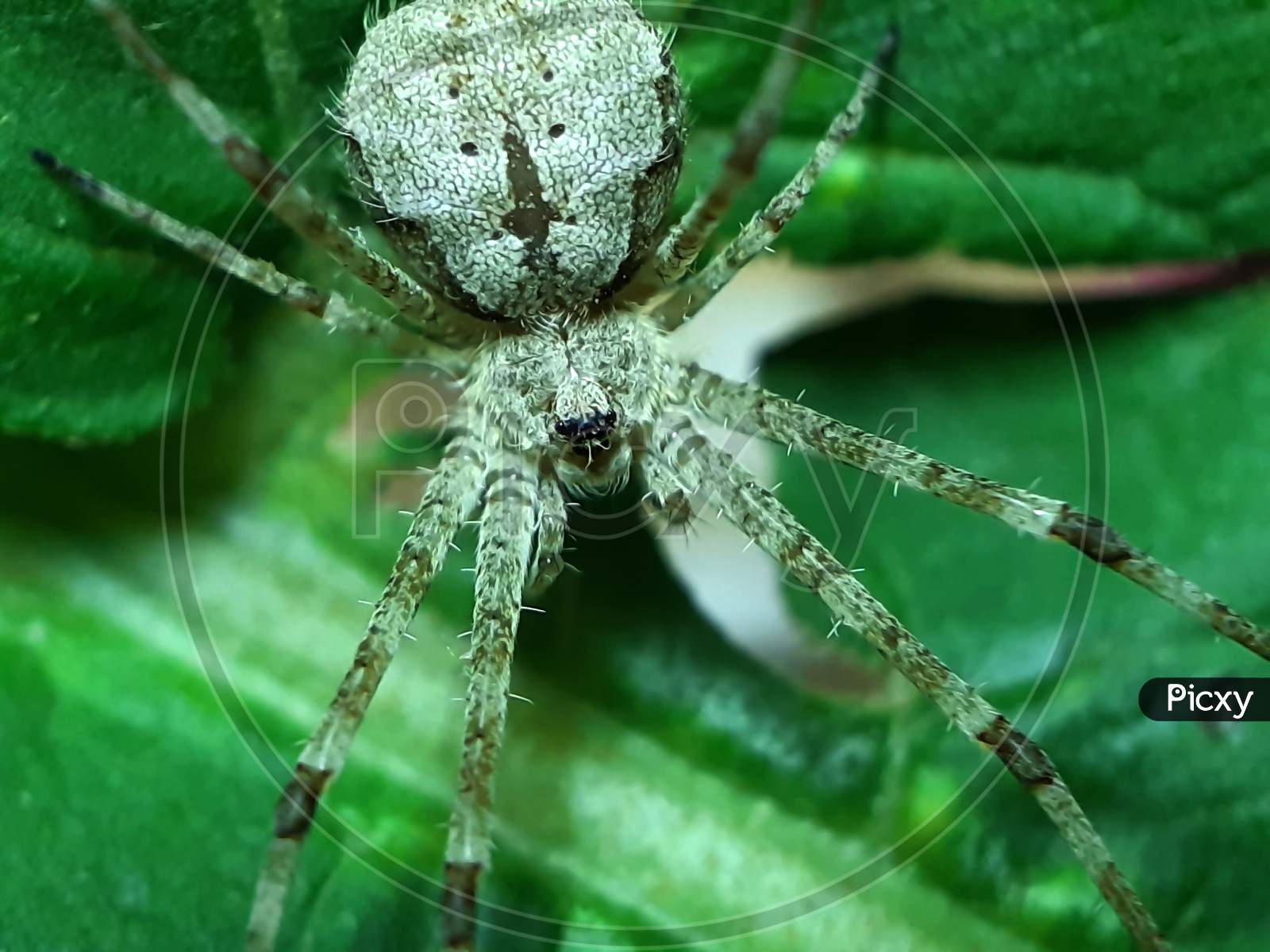 The White Spider Is Sitting On The Green Leaves And The Light Is Shining On It.