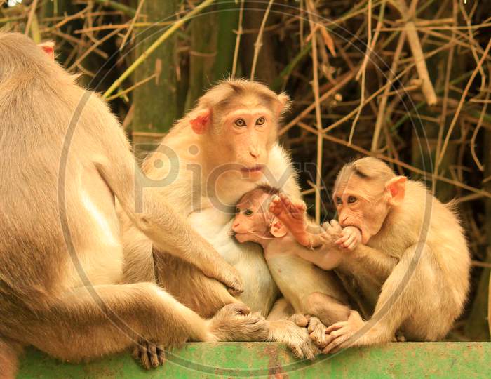 Beautiful family of monkeys,mother feeding kid,elder brother biting hand..