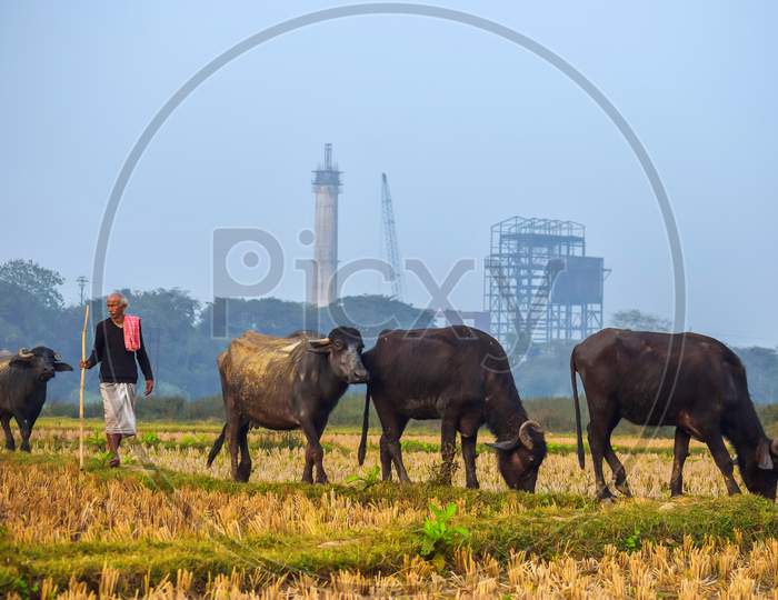 A Farmer Grazing His Buffalo In The Field.