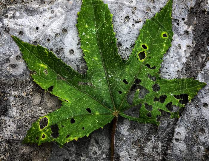 A Green Leaf On A Concrete Background