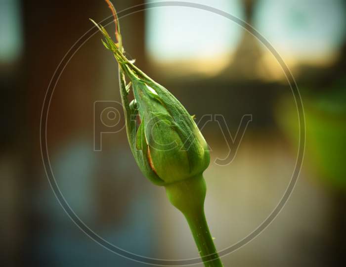 a selective focus on rose flower bud.