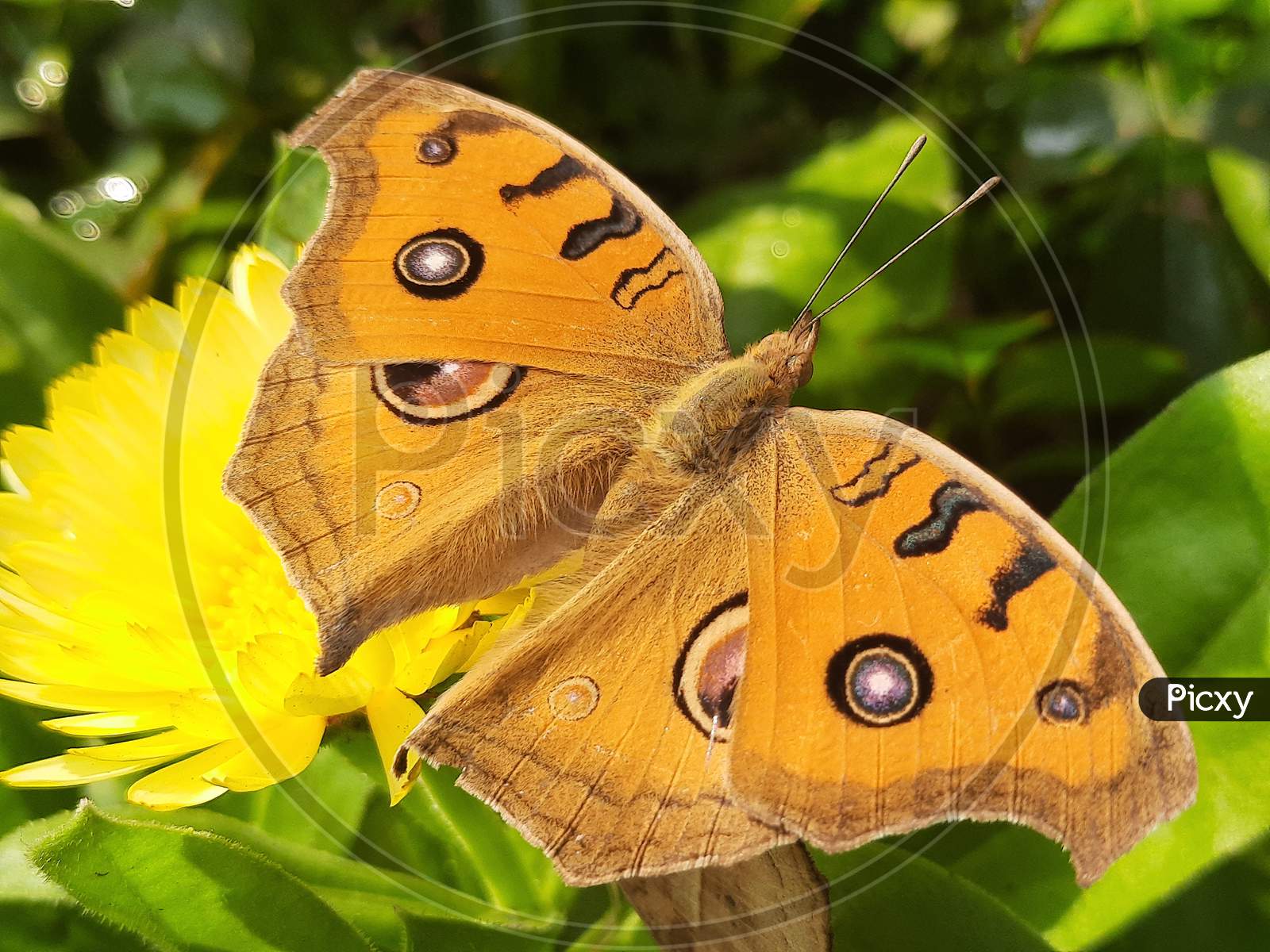 How a butterfly is sucking juice from a flower