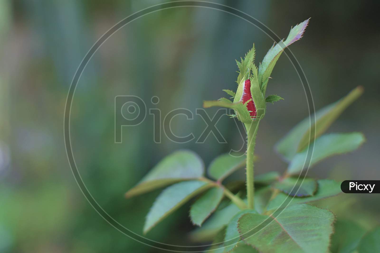 Red rose bud with blurred background.