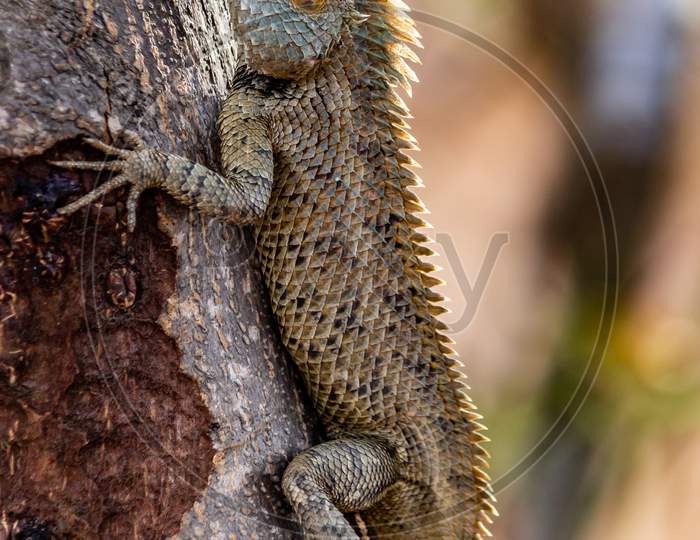 chameleon on tree