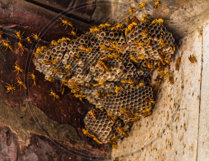 honeybee comb
