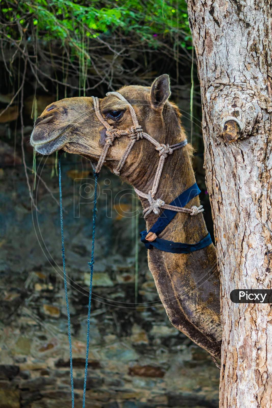 camel behind tree portrait