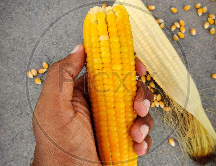 South Indian Man Holding Home Made Boiled Corn In His Hand. With Uncooked Corn And Scatterd Unpopped Popcorn Grains In Grey Background.