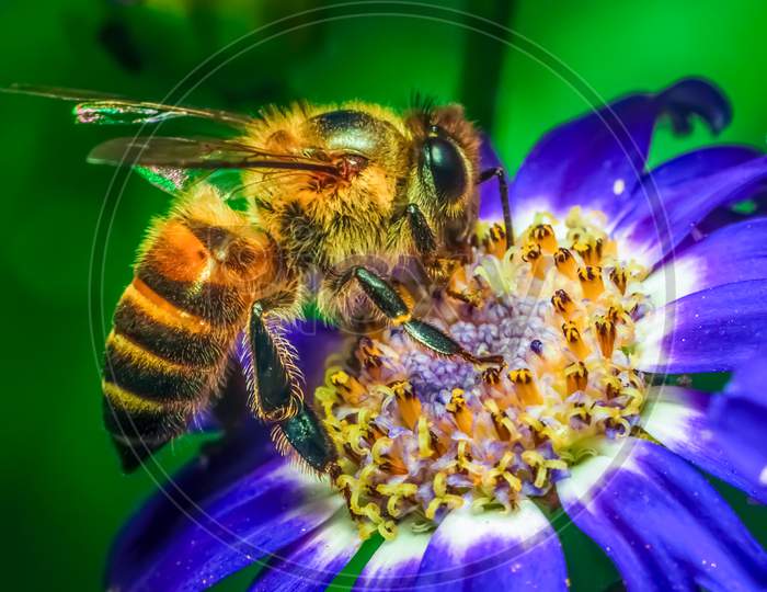 A Honey Bee Is Extracting Nectar From Flower. Closeup Shot