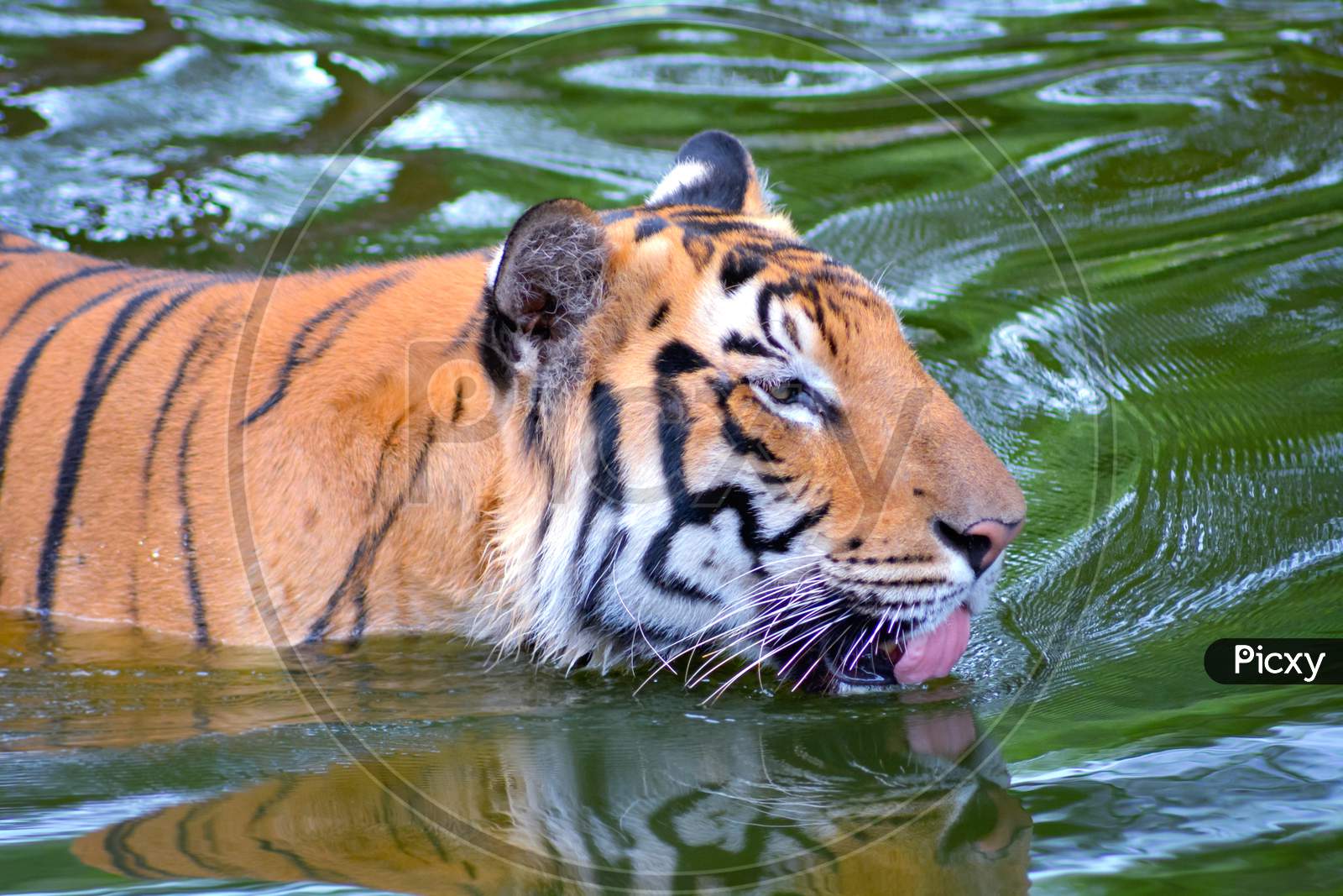 Tiger Swimming In Water With Open Tongue