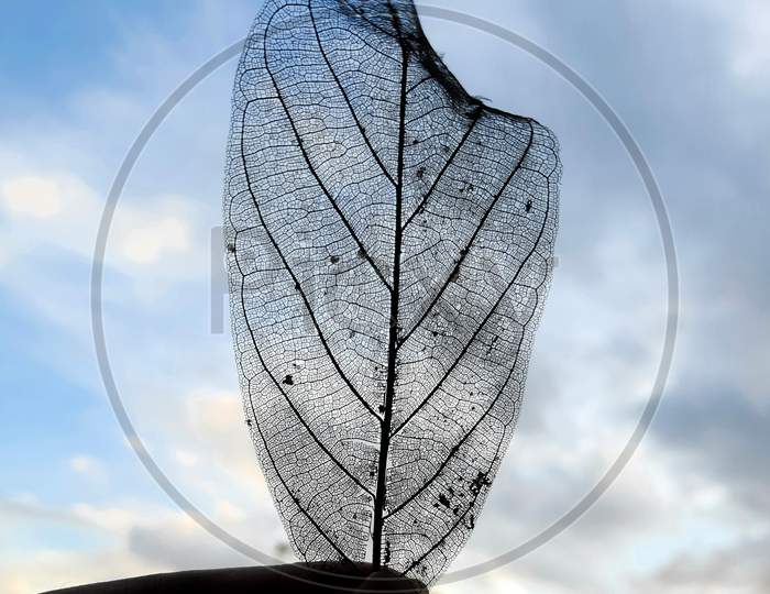 Dry Transparent Leaf