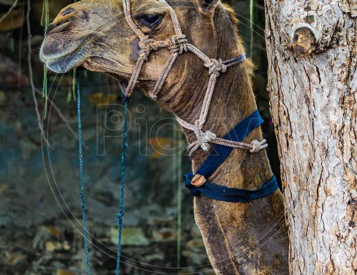 camel behind tree portrait
